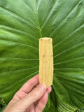 peruvian palo santo stick 3