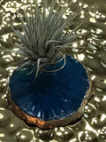 air plant on agate crystal slice