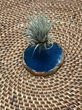 air plant on agate crystal slice