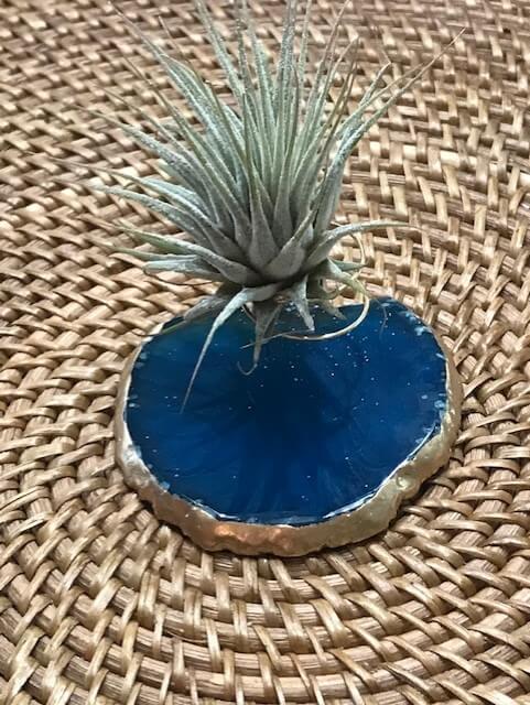 geode air plant Air Plant on Blue Agate Slice – Tropica Exotica, LLC