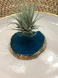 air plant on agate crystal slice