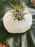 air plant on selenite crystal