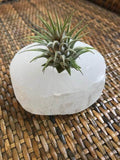 air plant on selenite crystal