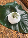 air plant on selenite crystal