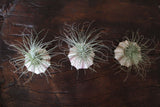 air plant on shells