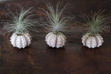 air plant on shells