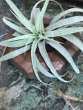 Air Plant on Square Wooden Planter