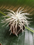 air plant tectorum