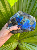large high flash green and blue labradorite in front of green palm leaf