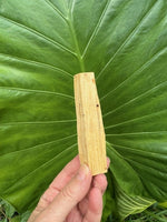 peruvian palo santo stick 2