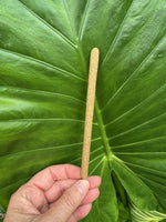 Hand holding a small stick against a large green leaf