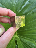 hand holding a small pyrite cube against a green leaf 1