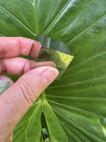 hand holding a small pyrite cube against a green leaf 2