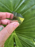 hand holding a small pyrite cube against a green leaf 2