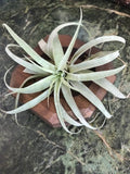 Air Plant on Square Wooden Planter