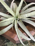 Air Plant on Square Wooden Planter